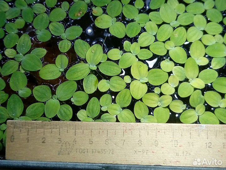 Растение в аквариум пистия, яванский мох