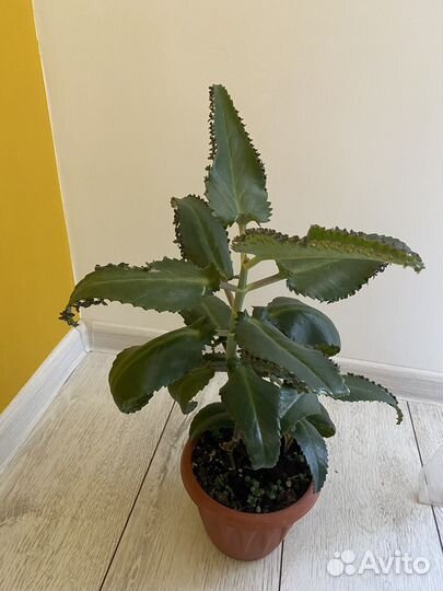 Каланхоэ лечебное