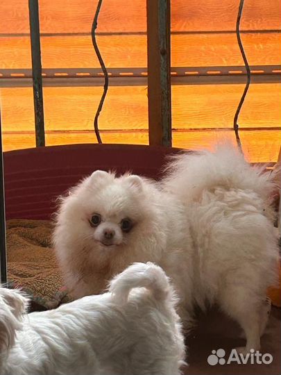 Две взрослых шоколадных чишки и белая помераночка