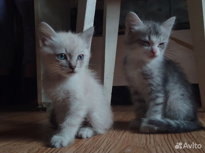 Котики в добрые руки