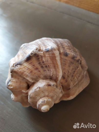 Морские ракушки