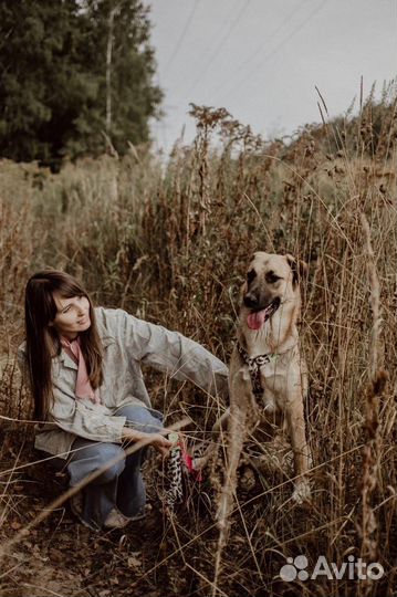 Собака, фенотип овчарки