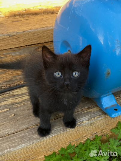 Котики в добрые руки