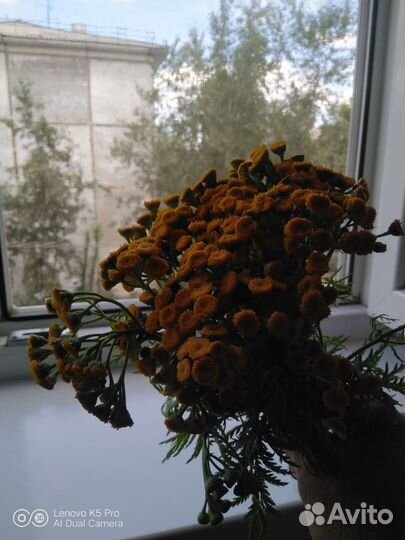 Пижма обыкновенная в букете