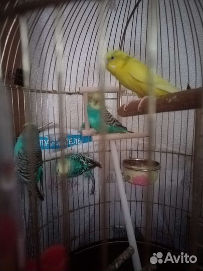 Волнистый попугай с клеткой