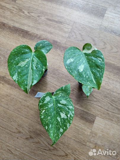 Монстера Тайское Созвездие