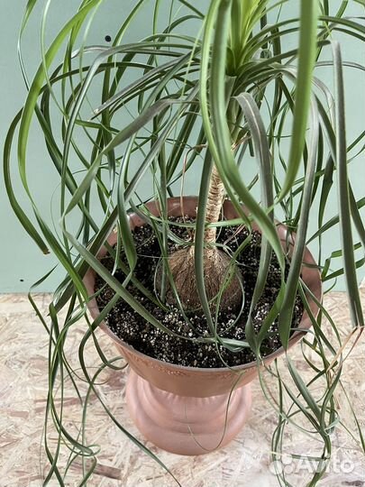 Бокарнея нолина