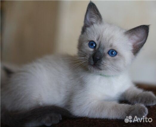 Котенок 1,5 месяца