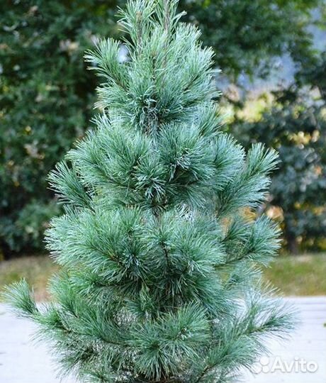 Черенки хвойных сортовых растений