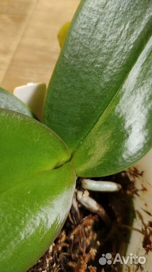 Орхидея фаленопсис