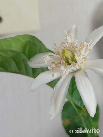 Прививаю лимоны