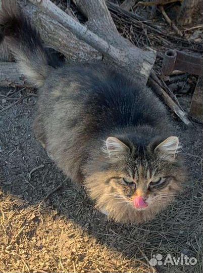 Самые простые, уличные котята