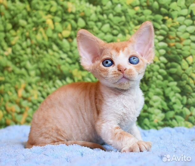 Девон-рекс мальчик
