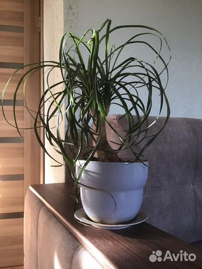 Продам стильное неприхотливое растение. Нолина или