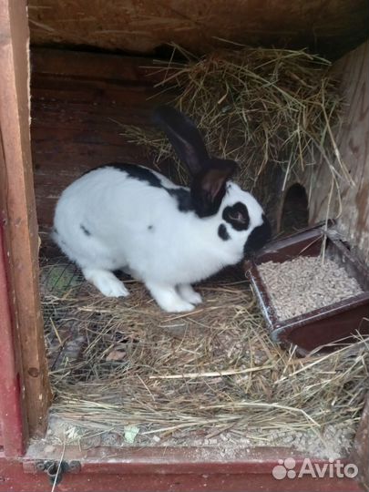 Кролы Risen и строкач на случку