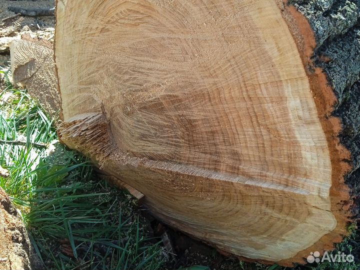 Дрова дубовые