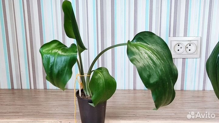 Эухарис амазонская лилия