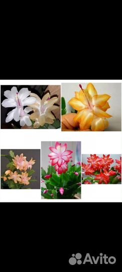 Декабрист шлюмбергера