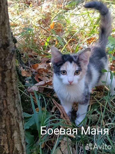 Котята