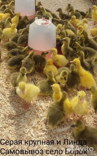 Гусята, Индюшата Хайбрид конвертер, бройлеры