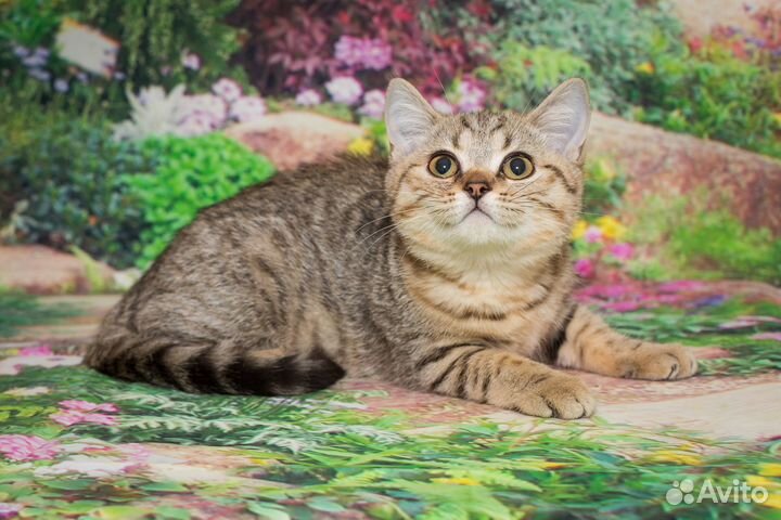 Британские котята золотая шиншилла Агат