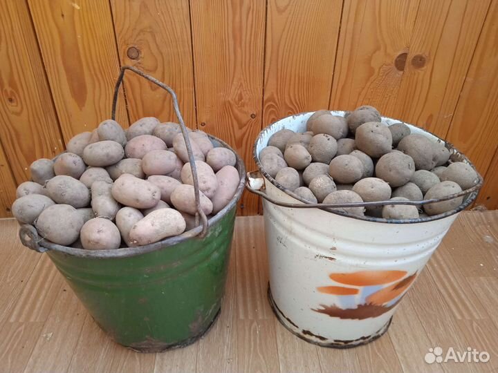 Семенной картофель