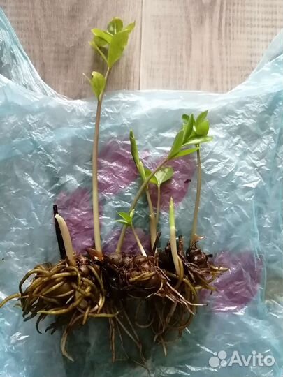 Замиокулькас