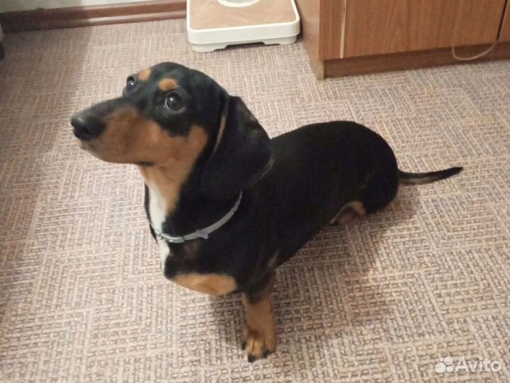 Вязка такса