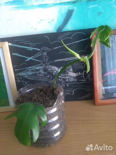 Комнатные цветы разные