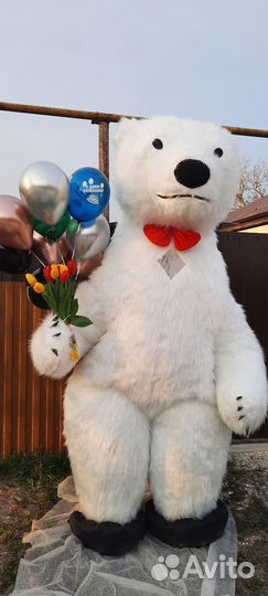 Поздравление Белый Медведь/ Панда/ Чебурашка