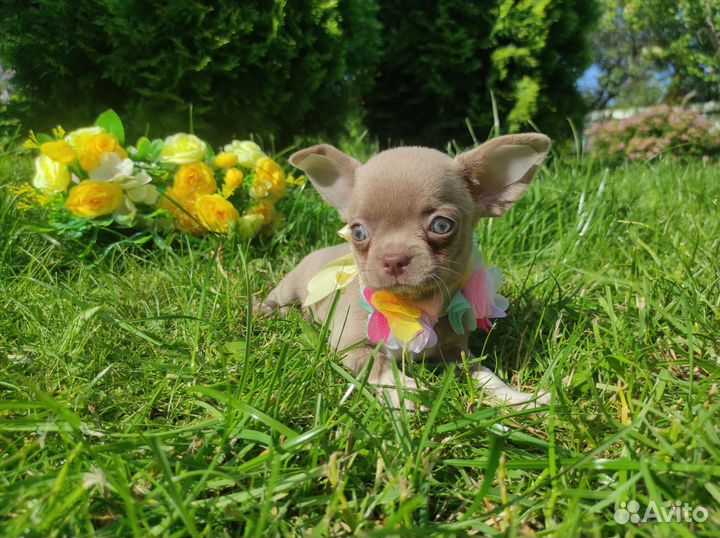 Лиловые и шоколадные щенки чихуахуа
