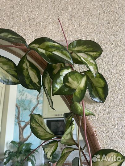 Хойя карноза триколор