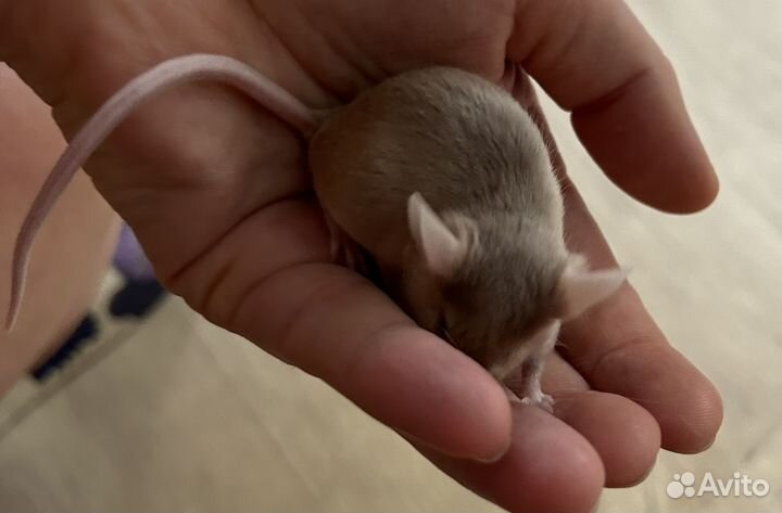 Мышь сатиновая