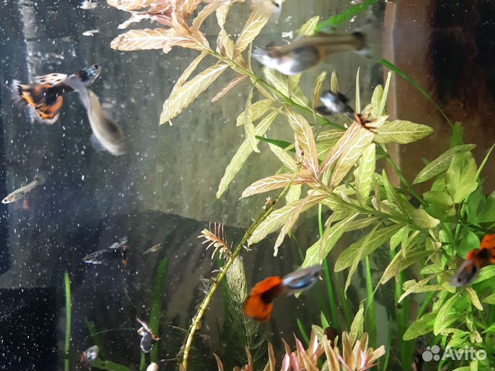 Рыбки гуппи