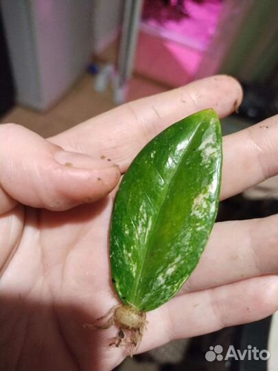 Замиакулькас вариегатный