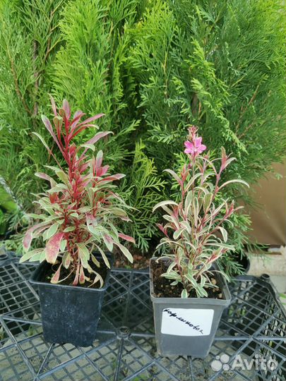 Гаура многолетняя Карликовая и Reinbow