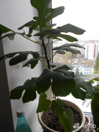 Драцена маргината, сингониум, седумы