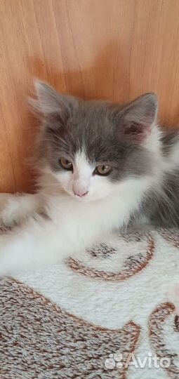 Красивый котенок