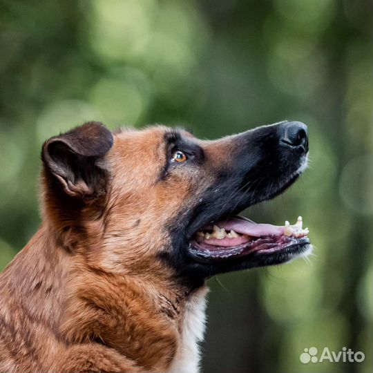 Метис овчарки в добрые руки