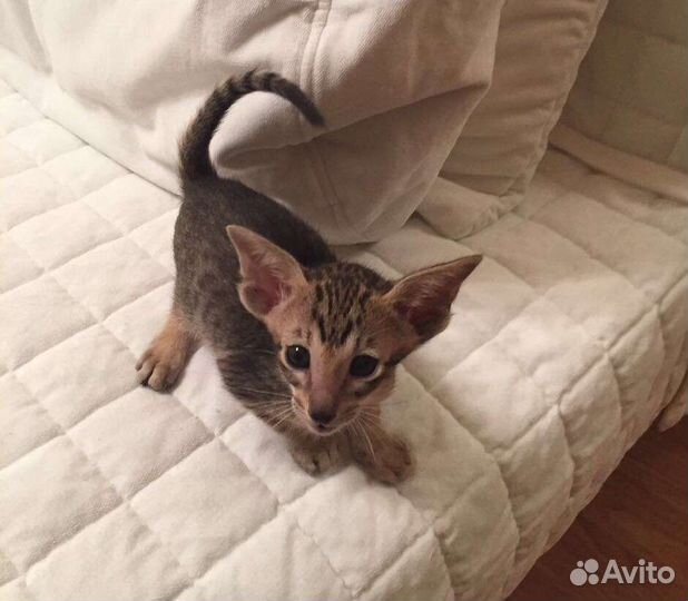 Ориентальные котята с документами