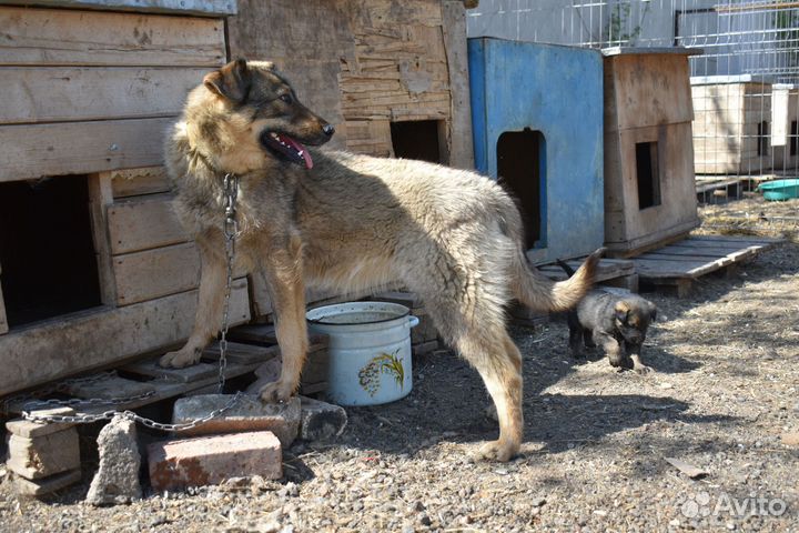 Собака девочка Карина