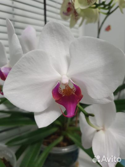 Орхидея фаленопсис
