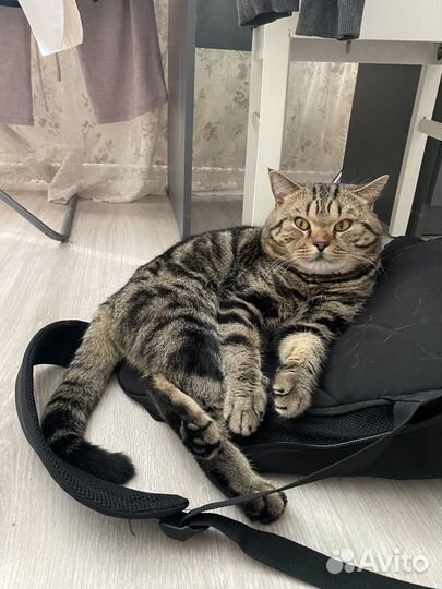 Потерялся кот