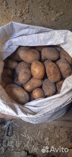 Продам картофель