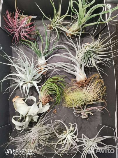 Тилландсия атмосферная