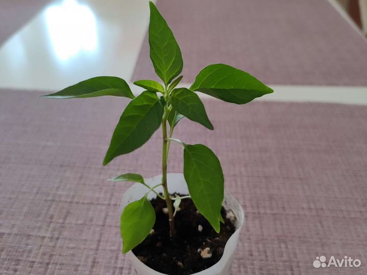 Перец декоративный комнатный