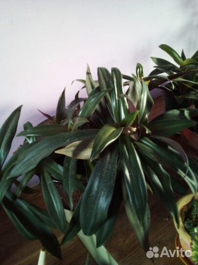 Большой комнатный цветок