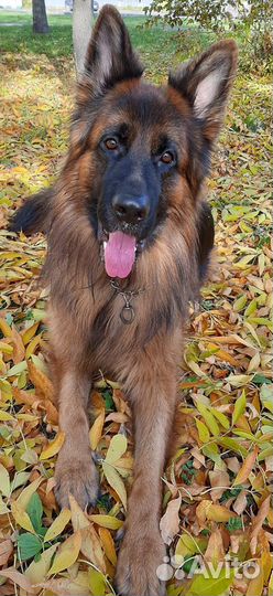 Собака вязка