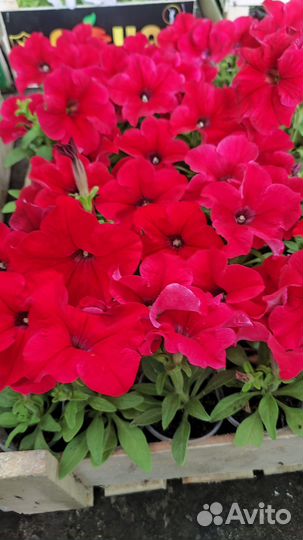 Петуния кустовая