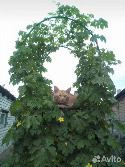 Семена момордики